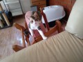 Kitty (2).jpg